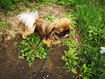 High angle view of dog on field