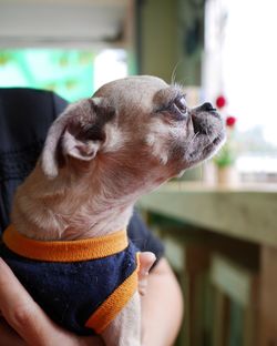 Close-up of dog looking away