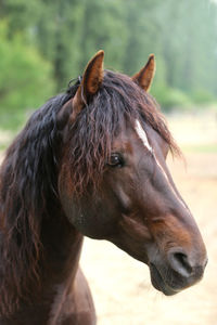 Close-up of horse on field