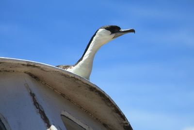 Low angle view of bird against clear sky