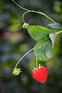 Close-up of strawberry growing on plant