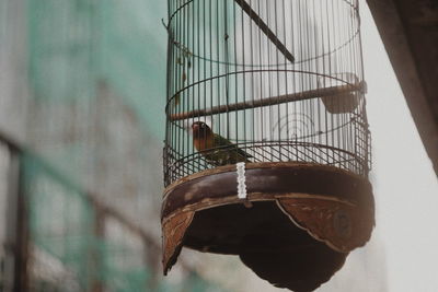 Close-up of bird on metal