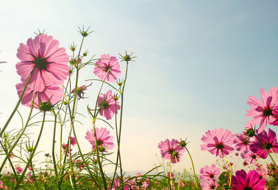 Low angle view of pink cosmos growing on field against sky