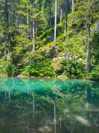 Trees by lake in forest