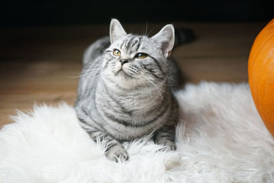 Close-up portrait of a cat