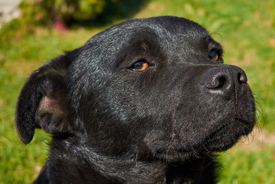 Close-up of a dog looking away