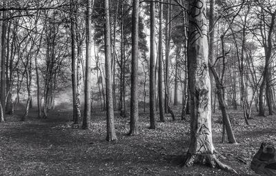 Trees growing on field in forest