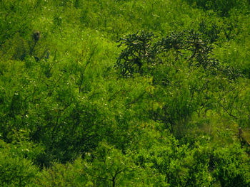 Plants growing in forest