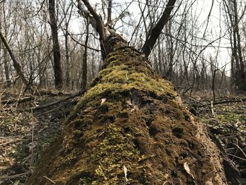 Low angle view of bare trees in forest