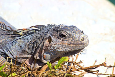 Close-up of lizard