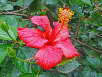 Close-up of red hibiscus flower