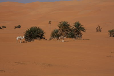 Palm trees on desert against sky