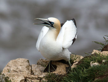 Close-up of white bird perching on rock