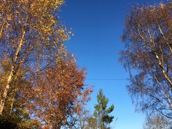 Low angle view of trees against clear blue sky