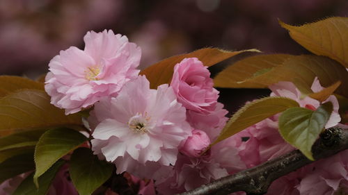 Close-up of pink flowering plant sakura cherry blossom spring leaves green and pink