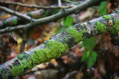 Close-up of moss growing on tree trunk