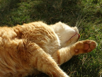 Close-up of cat relaxing on grass