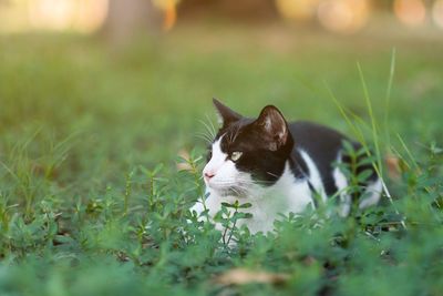 Close-up of a cat on field