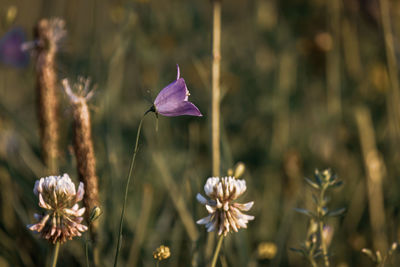 plant