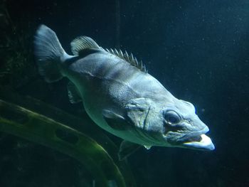 Fish swimming in sea