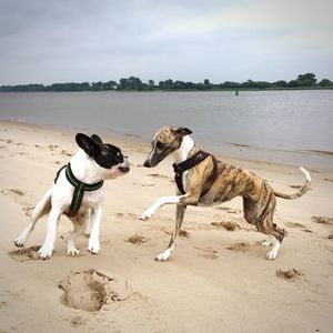 Dogs playing on sand at beach against sky