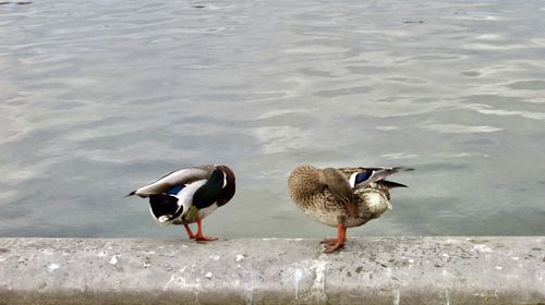 Ducks on shore at beach