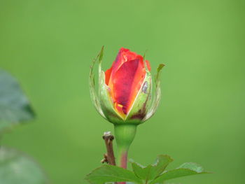 Close-up of red flower bud