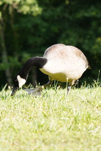 Duck in a field