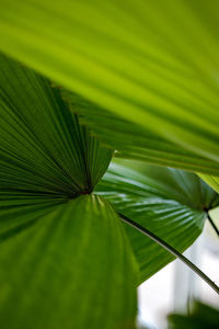 Close-up of palm leaves