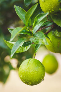 Close-up of fruits growing on tree