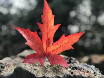 Close-up of maple leaves on rock