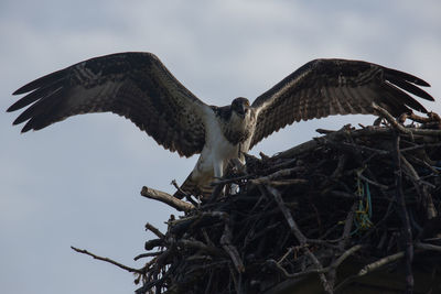 Low angle view of eagle flying against sky