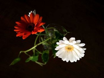 Close-up of flowers over black background