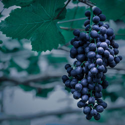 Close-up of grapes growing in vineyard