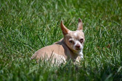 Portrait of dog on grassy field