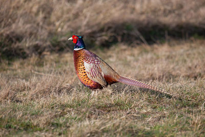 Bird on a field