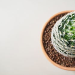 High angle view of potted plant against white background