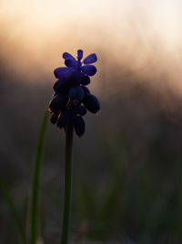 Close-up of purple flowering plant on field