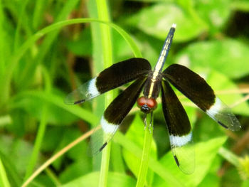 Close-up of butterfly on flower