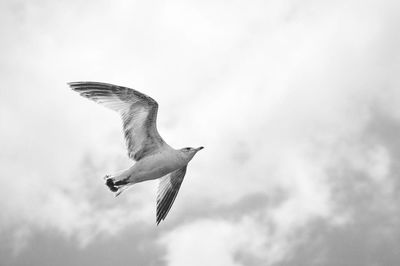 Low angle view of seagull flying against sky