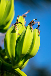 Close-up of insect on plant