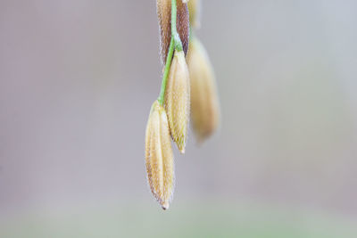 Close-up of multi colored hanging