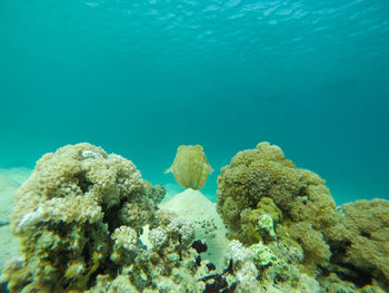 Close-up of coral and cuttle fish in sea