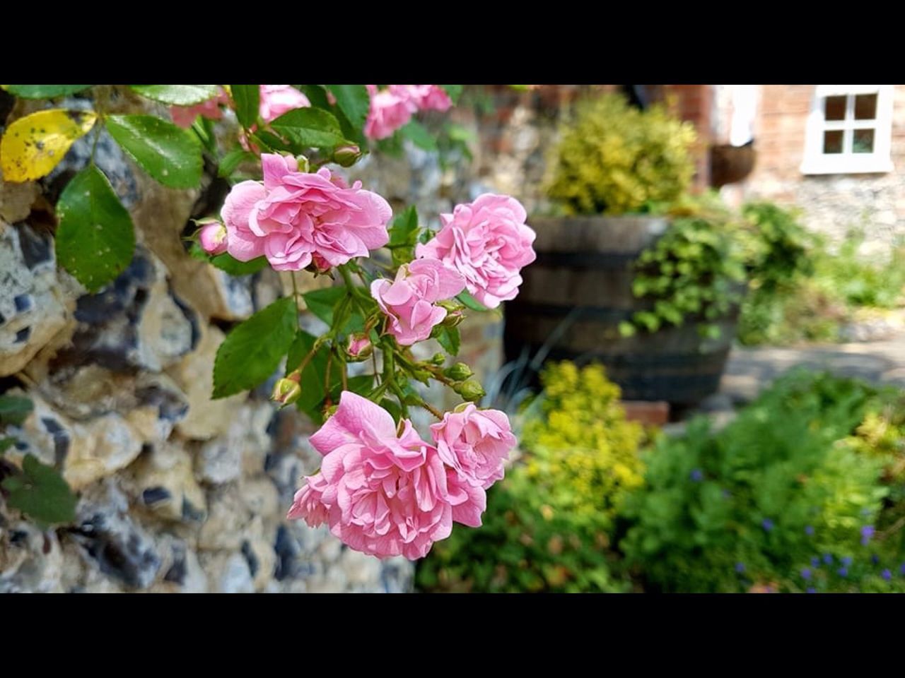 flower, growth, pink color, plant, beauty in nature, nature, no people, fragility, petal, outdoors, day, close-up, blooming, leaf, flower head, freshness