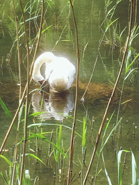 White duck in a lake