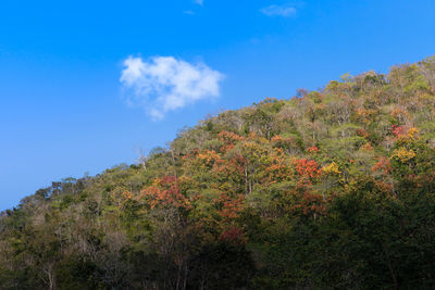 Low angle view of trees against blue sky