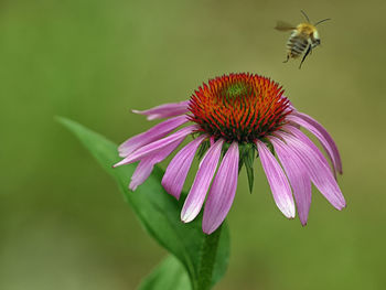 Close-up of bee pollinating on pink flower