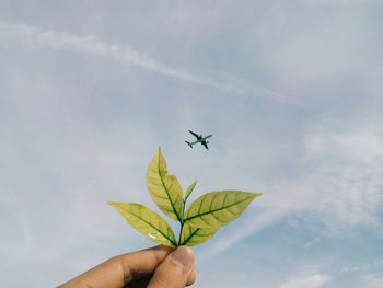 Cropped image of man holding plant