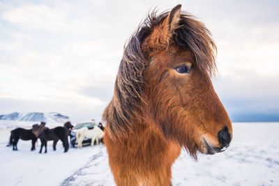 Close-up of horse standing on snow field against sky