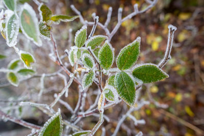 Close-up of frozen plant during winter